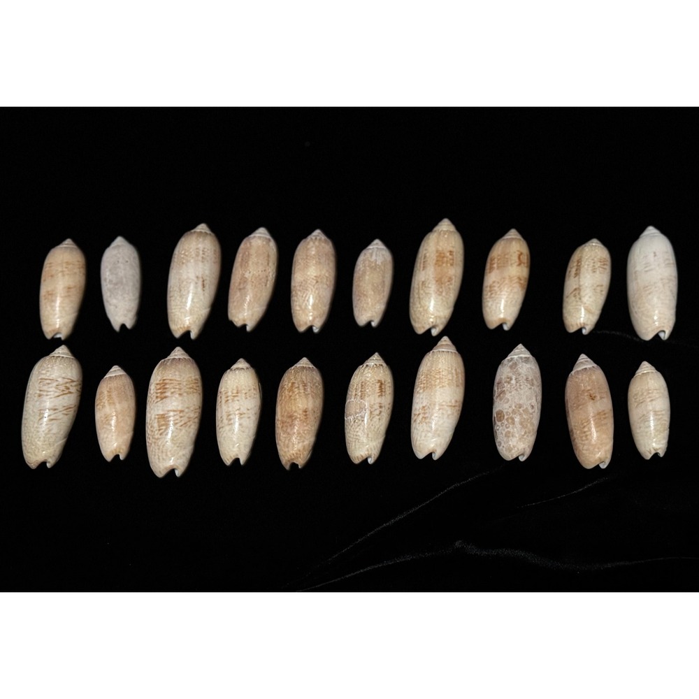 Natural‎ Seashells Lot of 20 Various Olive Shells Colors Aquarium Crafts